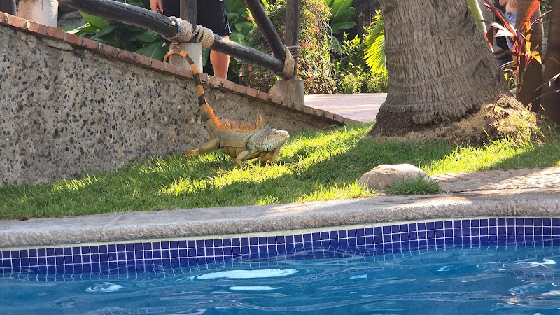 Velas Vallarta thumbnail 3