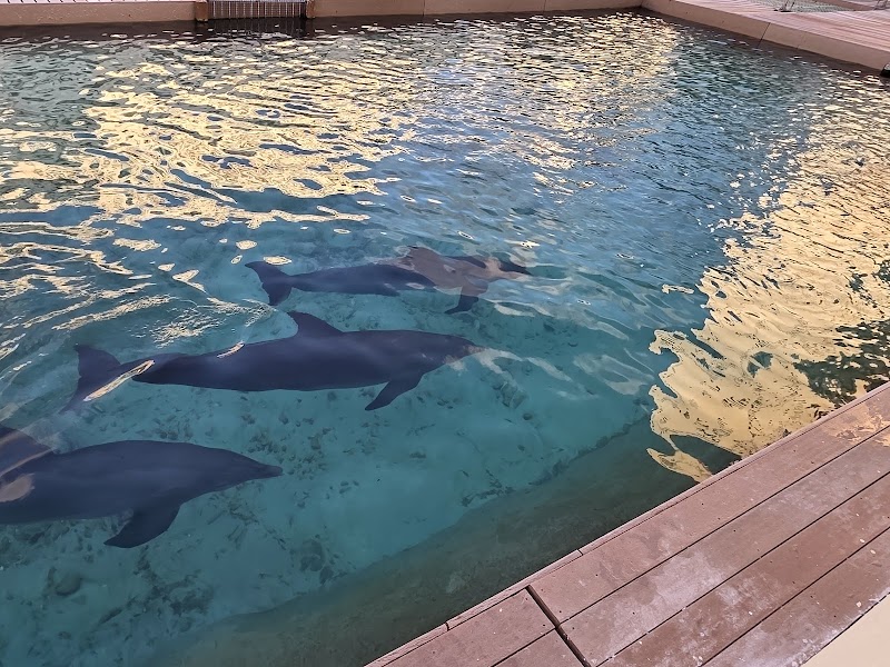 Turquoize at Hyatt Ziva Cancun thumbnail 5