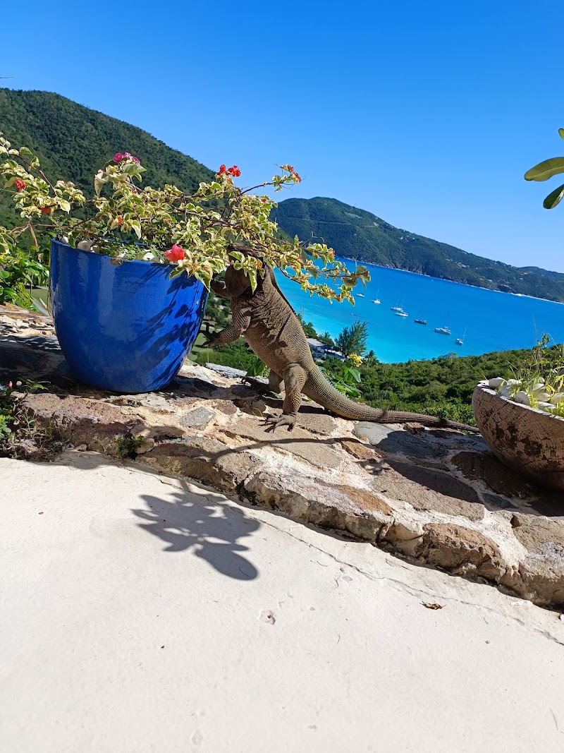 Guana Island thumbnail 5