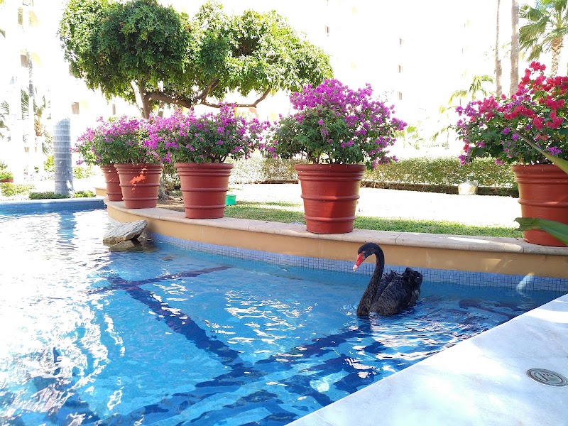 Pueblo Bonito Rosé Resort & Spa thumbnail 4