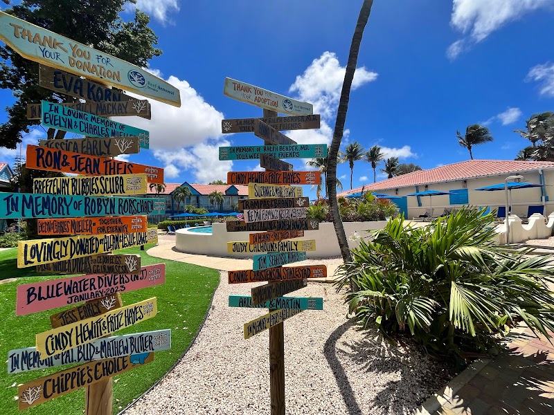 Divi Flamingo Beach Resort & Casino thumbnail 5